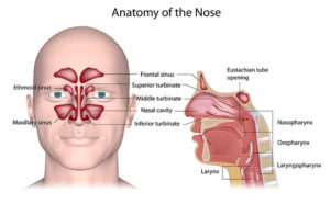 Sinusitis Pressure Relief In Orlando, FL - Harmony Wellness Center